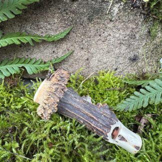 Kombipfeife aus Rehgehörn