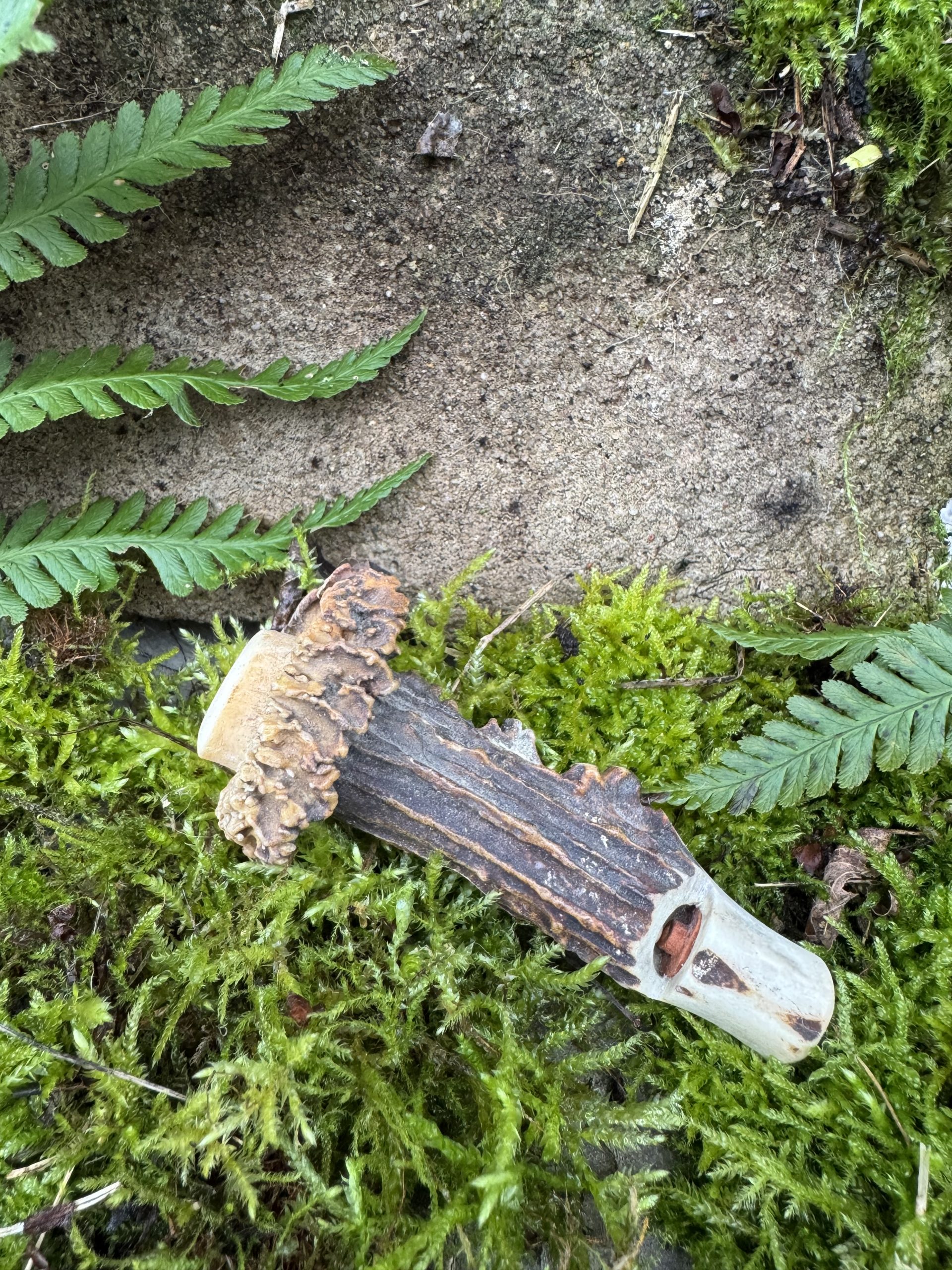 Kombipfeife aus Rehgehörn